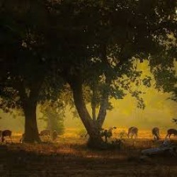 Stay And Safari In Dajipur Wildlife Sanctuary (1D)